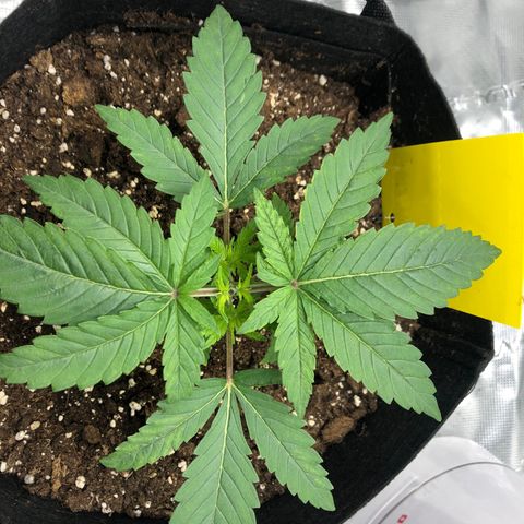 Helga growlog timeline photo