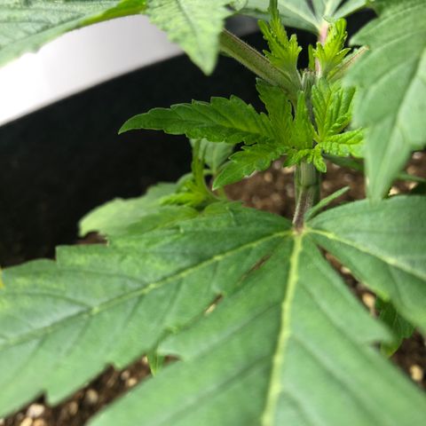 Helga growlog timeline photo