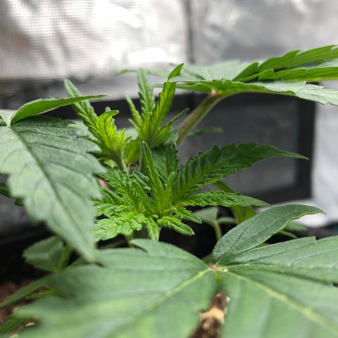 Helga growlog timeline photo