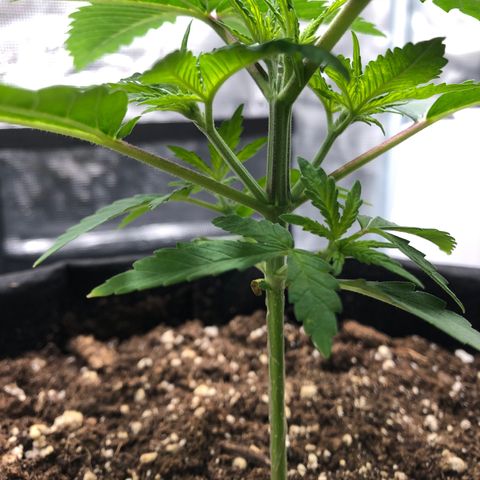 Helga growlog timeline photo