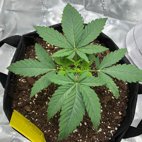 Helga growlog timeline photo