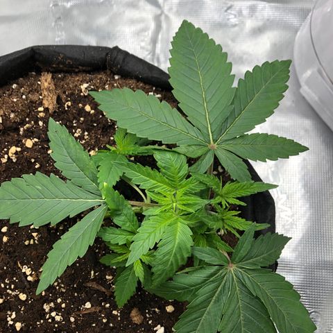 Helga growlog timeline photo
