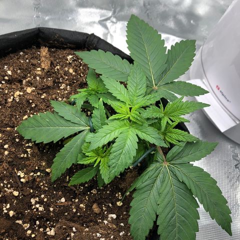 Helga growlog timeline photo