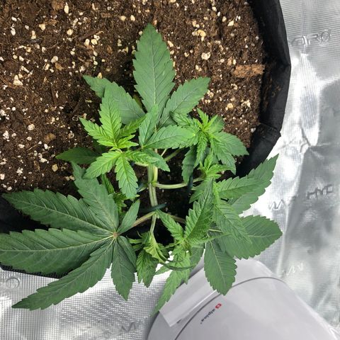Helga growlog timeline photo