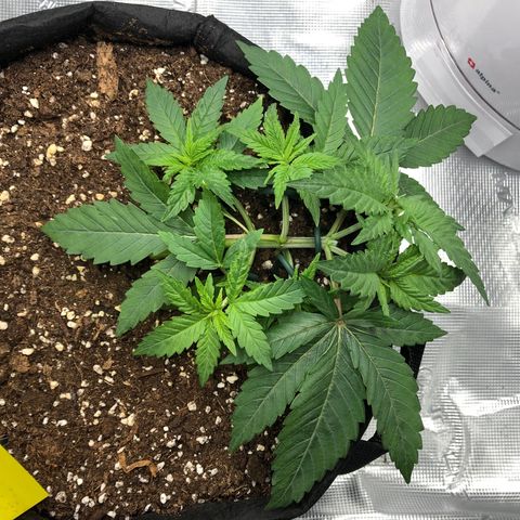 Helga growlog timeline photo