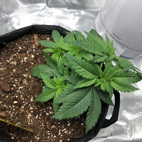 Helga growlog timeline photo