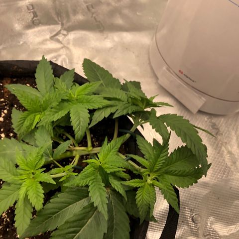 Helga growlog timeline photo