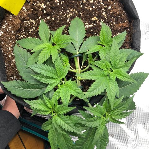 Helga growlog timeline photo