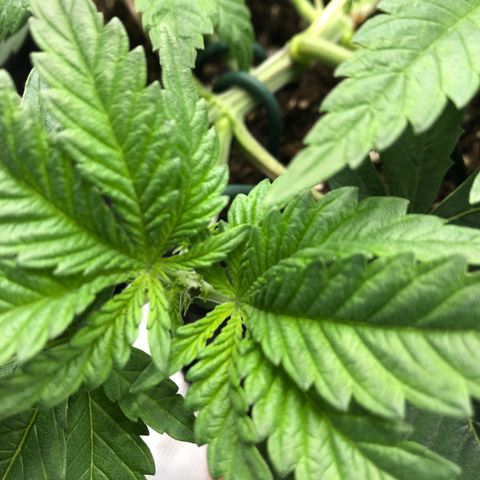 Helga growlog timeline photo