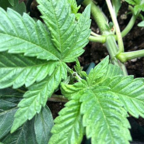 Helga growlog timeline photo