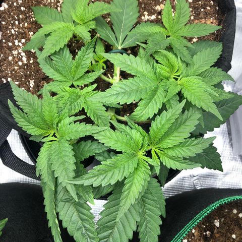 Helga growlog timeline photo