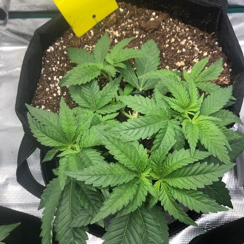 Helga growlog timeline photo