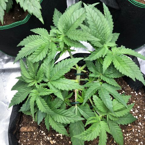 Helga growlog timeline photo