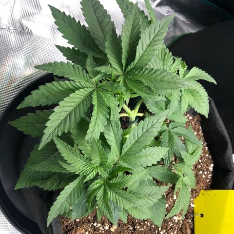 Helga growlog timeline photo