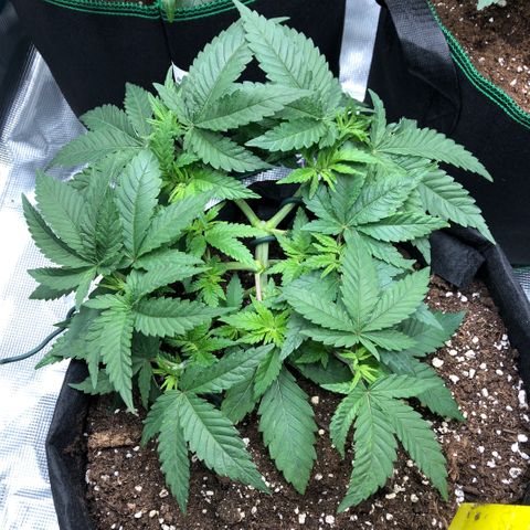Helga growlog timeline photo