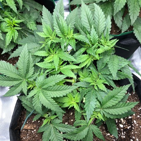 Helga growlog timeline photo