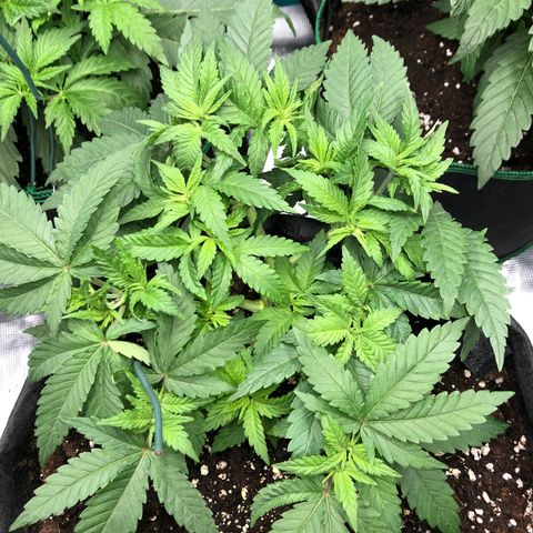 Helga growlog timeline photo