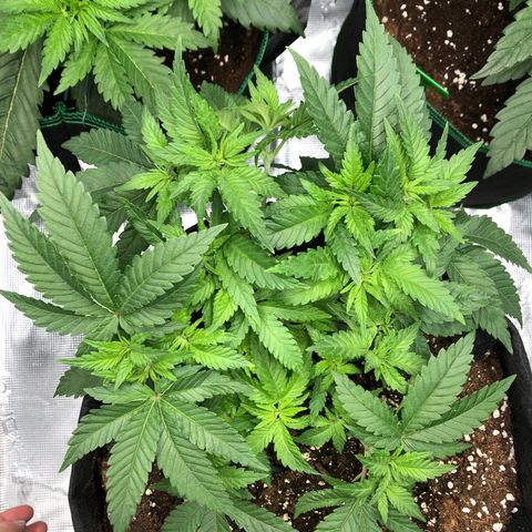 Helga growlog timeline photo