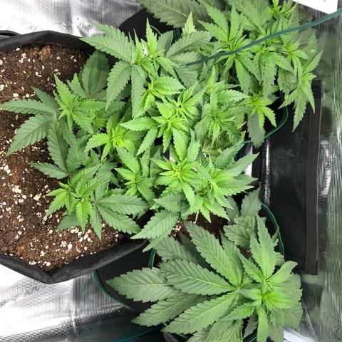 Helga growlog timeline photo