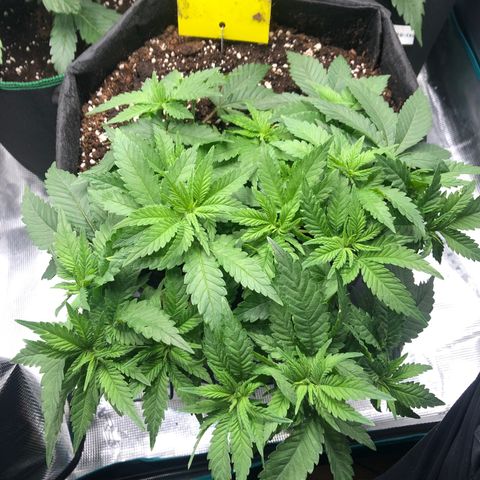 Helga growlog timeline photo