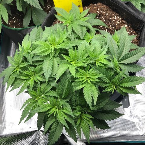 Helga growlog timeline photo