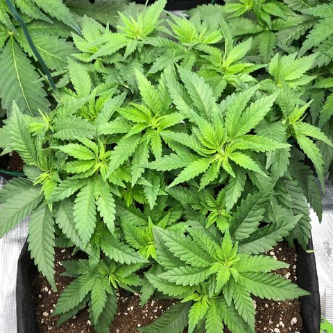 Helga growlog timeline photo