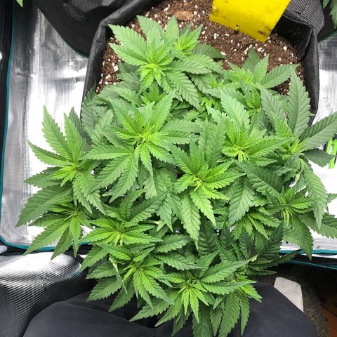 Helga growlog timeline photo