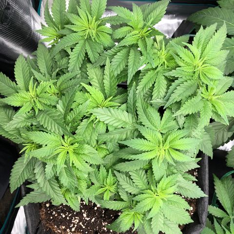 Helga growlog timeline photo