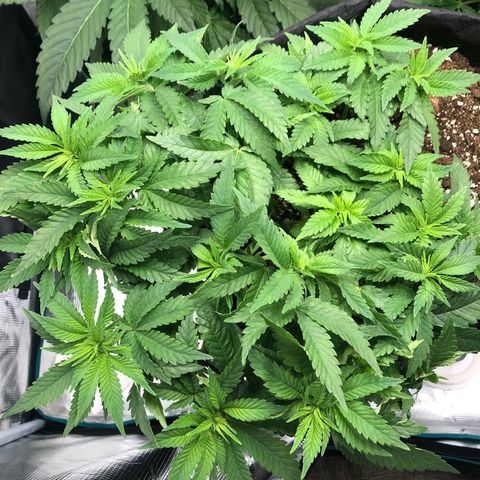 Helga growlog timeline photo