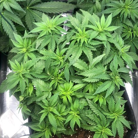 Helga growlog timeline photo