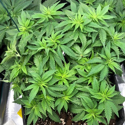 Helga growlog timeline photo