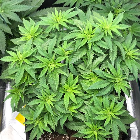 Helga growlog timeline photo