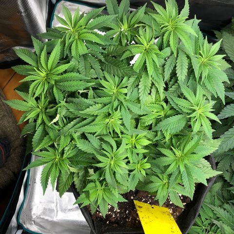 Helga growlog timeline photo