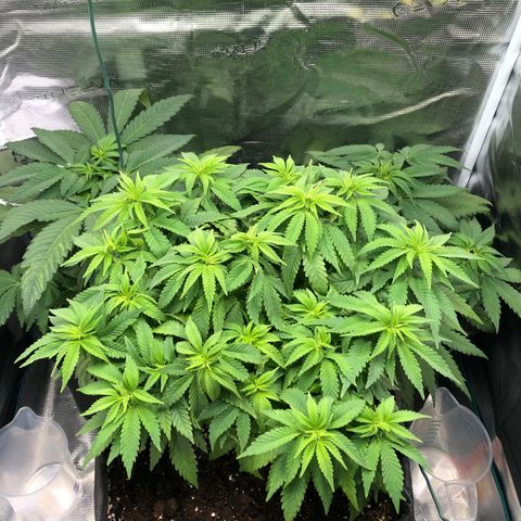 Helga growlog timeline photo
