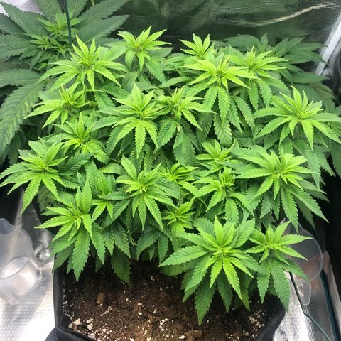 Helga growlog timeline photo