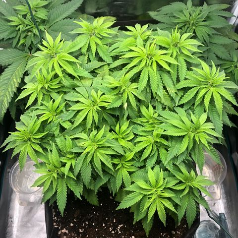 Helga growlog timeline photo