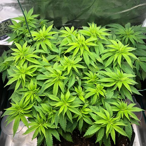 Helga growlog timeline photo