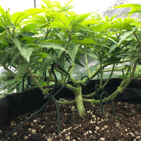 Helga growlog timeline photo