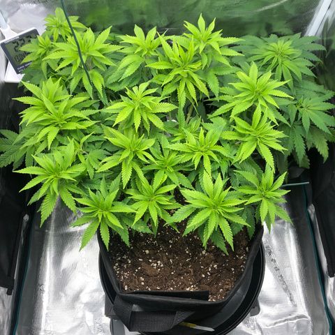 Helga growlog timeline photo
