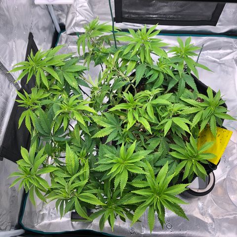 Helga growlog timeline photo