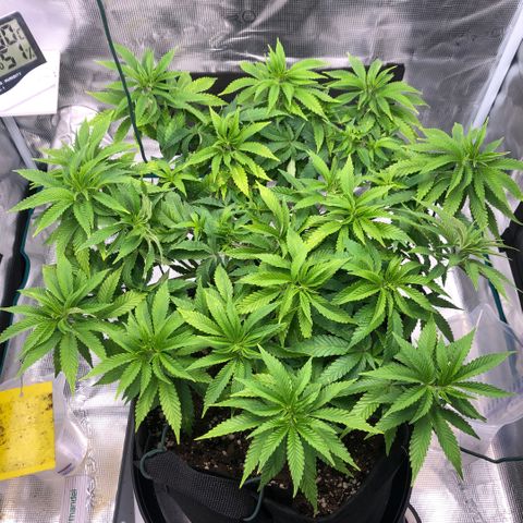 Helga growlog timeline photo