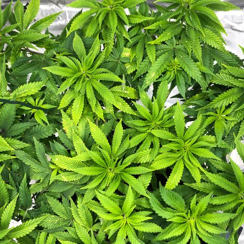 Helga growlog timeline photo