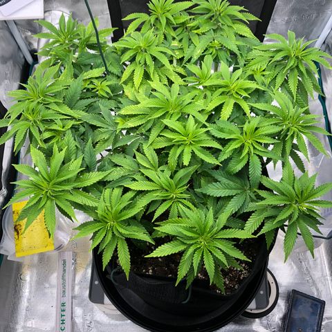 Helga growlog timeline photo