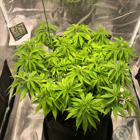 Helga growlog timeline photo