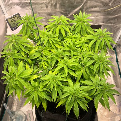 Helga growlog timeline photo