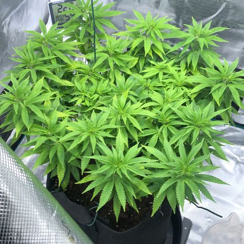Helga growlog timeline photo