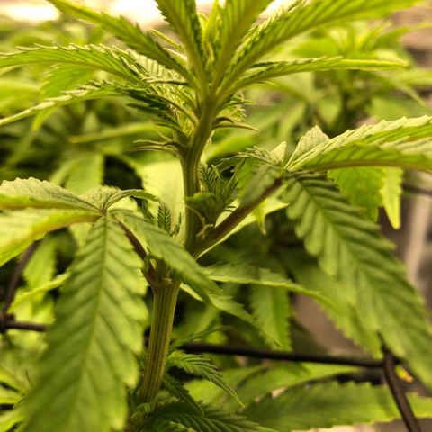 Helga growlog timeline photo