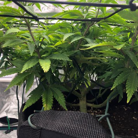 Helga growlog timeline photo