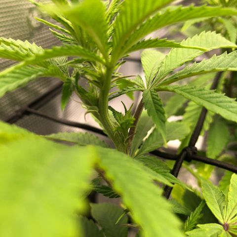 Helga growlog timeline photo