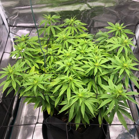 Helga growlog timeline photo
